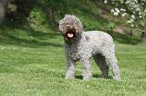 LAGOTTO 046